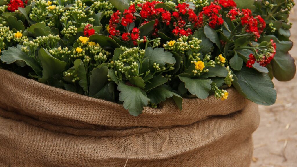Should You Wrap Container Plants in Burlap for Winter